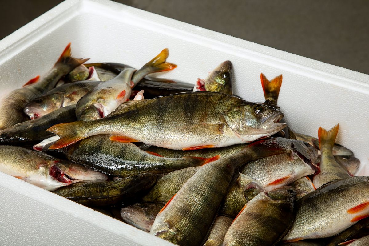 kokonaiset kalat inoran kalalaatikossa
